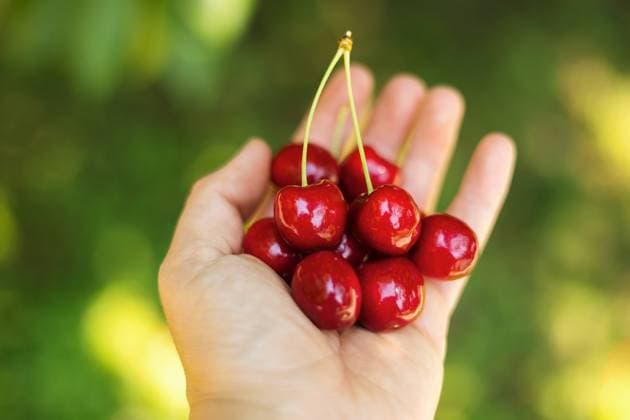 Shiny, red cherries being held in hand with vibrant background Canada, Ontario, Ripley R_PKZL250825D1-1810986-01 ,model released, Symbolfoto