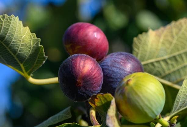 Ripe figs in varying colors resting on lush green leaves under clear blue sky at sunrise in an orchard Lush orchard showcases vibrant figs in shades of purple and green, glistening under the soft morning light., 63110908.jpg RECORD DATE NOT STATED
