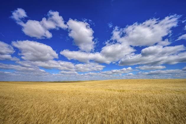 Eine Ernte goldener Gerste in den Prärien von Süd Saskatchewan, Kanada A crop of golden barley on the prairies of southern Saskatchewan, Canada Copyright: imageBROKER CliffxLeSergent ibxcli14853796.jpg