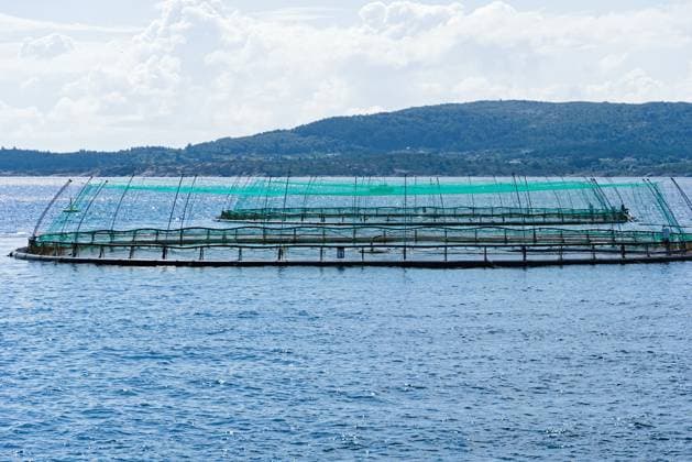 Fischzucht in Norwegen - Lachs im Nordmeer Fischzucht Lachs in Norwegen - Netzgehege einer Fischfarm, Lebensmittelproduktion (License=RF) Copyright: xZoonar.com AlfredxHoferx 23917042