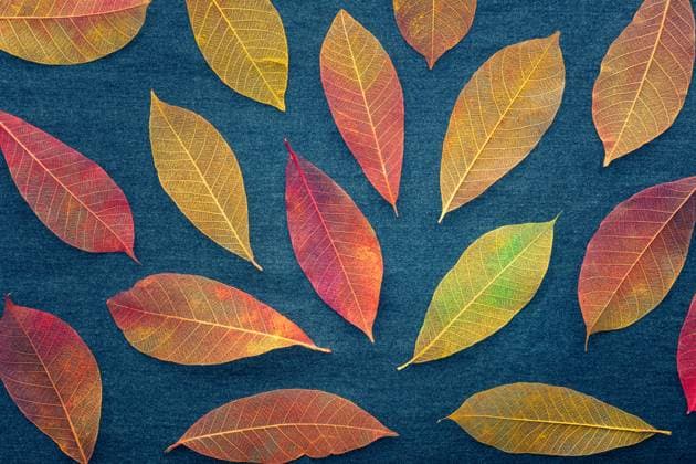 Herbstblätter Hintergrund. Skelett Blätter auf einer blauen Textur. Herbst-Banner Autumn leaves background. Skeleton leaves on a blue texture. Fall banner in vibrant colors (License=RF) Copyright: xZoonar.com KaterinaxSolovyevax 23931897