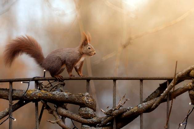 Ein Eichhörnchen in einem Privatgarten. Gegen Eichhörnchen als Gartenbewohner ist nichts einzuwenden. Es zeugt von einem naturnahen Garten, in dem es zum einen genug Nahrung für das Tier gibt und zum anderen genügend Schlafmöglichkeiten. (Symbolfoto, Thememfoto) Bienenbüttel, 02.09.2025 *** A squirrel in a private garden There is nothing wrong with squirrels as garden inhabitants It is a sign of a garden that is close to nature, in which there is enough food for the animal on the one hand and sufficient sleeping opportunities on the other Symbol photo, Thememfoto Bienenbüttel, 02 09 2025 Foto:xK.xRichter xFuturexImagex eichhoernchen_5902