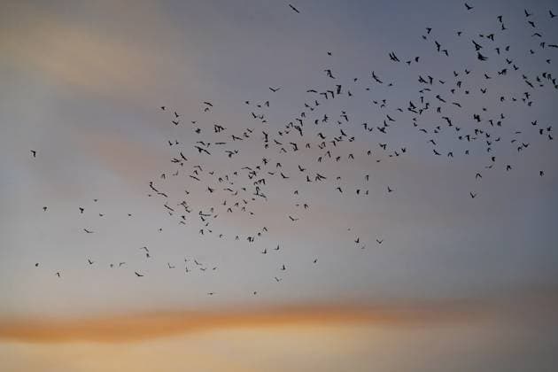 Bats flying out of the cave at sunset to forage for insects at night. Carlsbad Caverns National Park, New Mexico. Carlsbad Carlsbad Caverns National Park New Mexico United States Copyright: xJonxG.xFullerx xVWPicsx 6840-JGF-Carlsbad-Caverns-NP-US-NM