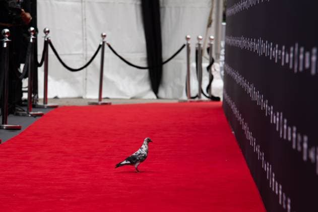 Entertainment Themen der Woche KW36 Entertainment Bilder des Tages September 5, 2025, Toronto, On, Canada: A pigeon lands on the red carpet at the Toronto International Film Festival in Toronto on Friday, September 5, 2025. Toronto Canada  - ZUMAc35_ 20250905_zaf_c35_032 Copyright: xLauraxProctorx