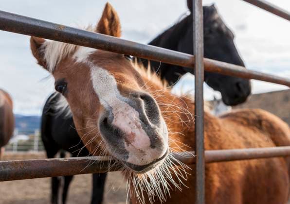 Pony puts nose through bars. A small pony puts his nose through the bars of the fence in this humorous picture., 65071544.jpg RECORD DATE NOT STATED