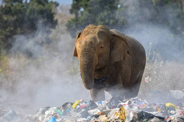 News Themen der Woche KW36 Sri Lankan Elephants Feed On Garbage Dumps. A wild elephant forages through a garbage dump in Tissamaharama, Sri Lanka, on September 6, 2025, highlighting the growing human-wildlife conflict. Tissamaharama Sri Lanka  Copyright: xKrishanxKariyawasamx originalFilename: kariyawasam-notitle250906_npGK9.jpg