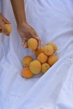 Picking apricots. Apricots lie on a white blanket Picking apricots. Apricots lie on a white blanket, female hands hold an apricot. Close-up. top view, model released, , 95107878.jpg RECORD DATE NOT STATED