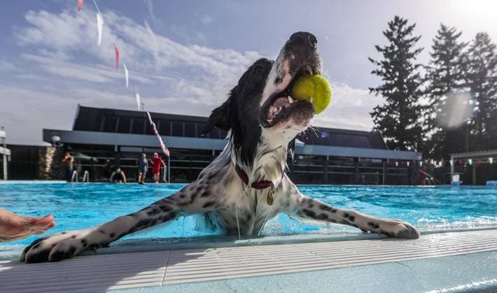 News Themen der Woche KW36 Dog Pool Party PHOTOPQR SUD OUEST David Le Deodic Billére 07 09 2025 Dog Pool Party in Billère on September 7, 2025 A swim exclusively reserved for dogs at the Emeline Pierre aquatic area Biliere, France, sept 7th 2025 Dog Pool Party in Billère on September 7, 2025 A swim exclusively reserved for dogs at the Emeline Pierre aquatic area Billére BEARN France  Copyright: xPHOTOPQR SUDxOUEST MAXPPPxDavidxLexDeodicx 20250907SDO4665 20250907SDO4665