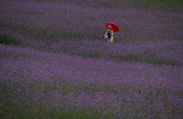 News Themen der Woche KW36 (250907) -- CHEORWON, Sept. 7, 2025 -- A visitor walks amid flowers at a flower garden festival in Cheorwon, Gangwon-do province, South Korea, Sept. 7, 2025. The Goseokjeong flower garden festival is running from Aug. 27 to Nov. 2 this year. (Photo by Jun Hyosang Xinhua) SOUTH KOREA-GANGWON-DO-FLOWER GARDEN FESTIVAL YaoxQilin 