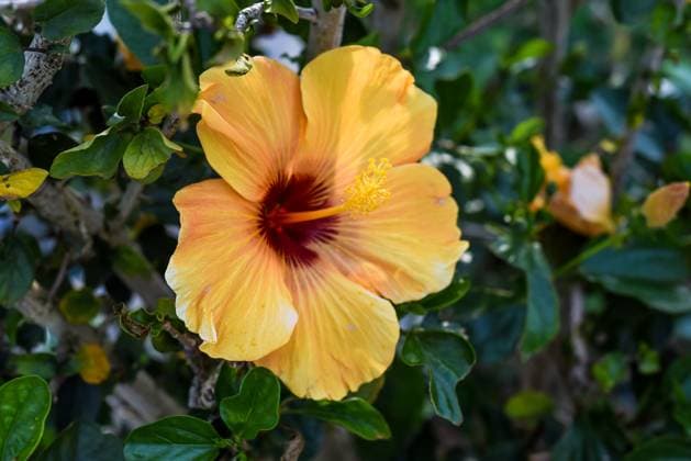 Hibiscus rosa-sinensis, known colloquially as Chinese hibiscus, China rose Hibiscus rosa-sinensis, known colloquially as Chinese hibiscus, China rose, 64713972.jpg RECORD DATE NOT STATED