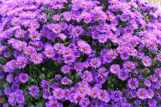 Japanese aster or Kalimeris incisa flowers Japanese aster or Kalimeris incisa flowers, 64714124.jpg RECORD DATE NOT STATED