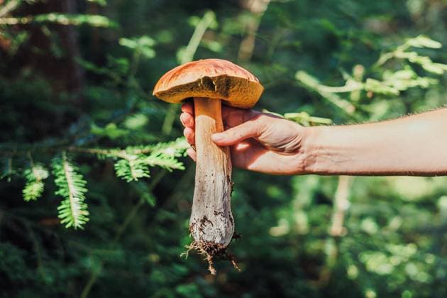 hand holding large polish mushroom in forest Karpaty, Zakarpattia Oblast, Ukraine CR_BMEE250908-1826069-01