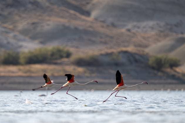 Wild birds of Turkish capital ANKARA, TURKIYE - SEPTEMBER 10: Flamingos fly over the water at the Bird Sanctuary near the Sariyar Dam in the Cayirhan township of Ankara s Nallihan district, Turkiye on September 10, 2025. Birds that spend the summer months here migrate south in the winter. Harun Ozalp Anadolu Ankara Turkey. Editorial use only. Please get in touch for any other usage.  Copyright: x2025xAnadoluxHarunxOzalpx