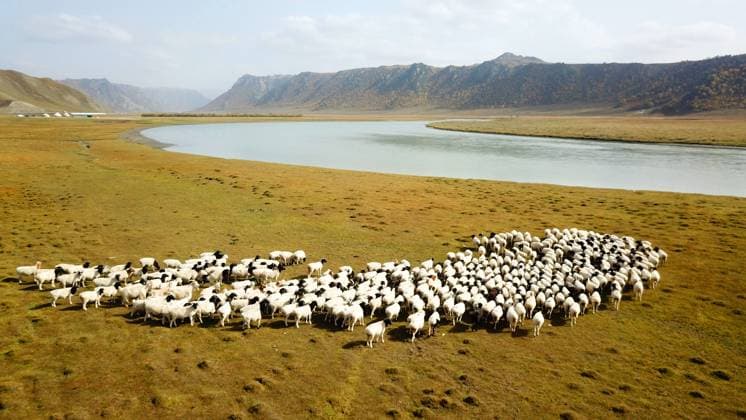 HEJING, CHINA - SEPTEMBER 11: Aerial view of the Bayanbulak Grassland National Nature Reserve, China s second-largest grassland, on September 11, 2025 in Hejing County, Xinjiang Uygur Autonomous Region of China.  Copyright: xVCGx 111590507465