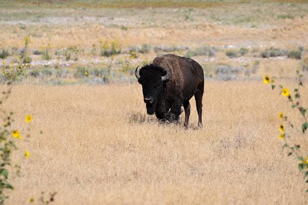 American bison and antelopes at Antelope Island State Park in Utah DAVIS COUNTY, UTAH - SEPTEMBER 12: An American bison is seen at the Antelope Island State Park in Davis County, Utah, United States on September 12, 2025. Antelope Island, with an area of 42 square miles, is the largest of ten islands located within the Great Salt Lake in Utah. The island lies in the southeastern portion of the lake, near Salt Lake City and Davis County, and becomes a peninsula when the lake is at extremely low levels. Tayfun Coskun Anadolu Utah United States. Editorial use only. Please get in touch for any other usage.  Copyright: x2025xAnadoluxTayfunxCoskunx