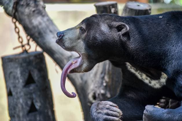 News Bilder des Tages September 14, 2025, Bandung, West Java, Indonesia: A honey bear (Helarcos Malayanus) showing his tongue in his cage at Bandung Zoo, West Java. The zoo has been closed since August 6 due to a management dispute, leaving approximately 710 animals vulnerable and at risk of starvation. Bandung Indonesia - ZUMAr272 20250914_zip_r272_003 Copyright: xDimasxRachmatsyahx