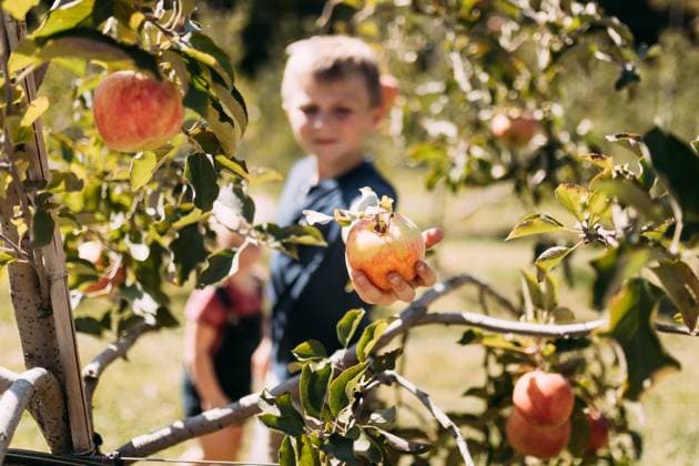 Kid picking apples off tree in orchard on family farm Jackson, Missouri, United States R_WEKW250912-1830347-01 ,model released, Symbolfoto