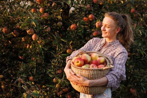 Happy woman with apple basket in orchard during autumn harvest at sunset. Smiling woman holding a wicker basket full of fresh apples in orchard during autumn harvest at golden hour., model released, , 95868478.jpg RECORD DATE NOT STATED