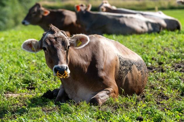 Bavaria, Germany - September 15, 2025: A cow with a nose ring in a pasture shows how agriculture interferes with animal life. The image draws attention to animal suffering, control, and the lack of freedom of farm animals. *** Eine Kuh mit Nasenring auf der Weide zeigt die Eingriffe der Landwirtschaft in das Tierleben. Das Bild macht auf Tierleid, Kontrolle und fehlende Freiheit von Nutztieren aufmerksam.