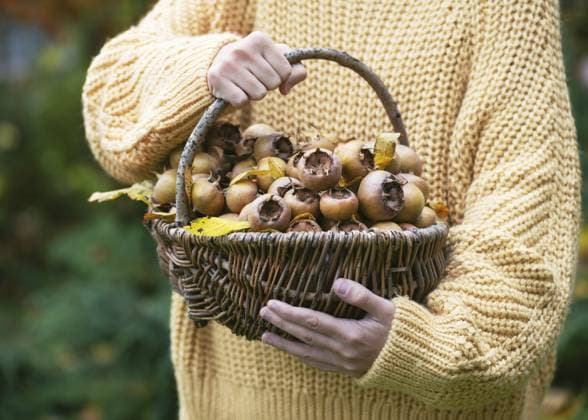 Junges Mädchen mit einem Weidenkorb voller reifer, biologischer Mispelfrüchte mit gelben Blättern im herbstlichen Garten. Vegane Ernährung oder Erntekonzept. (Mespilus germanica) Young girl with a wicker basket full of ripe, organic medlar fruits with yellow leaves in autumn garden. Vegan diet or harvesting concept. (Mespilus germanica) Copyright: imageBROKER OksanaxSchmidt ibxoks14879150.jpg