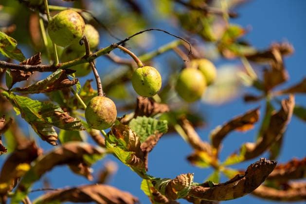 Kastanien hängen bei Sonnenschein an einem Kastanienbaum am Rande eines Wanderwegs. Rottweil Baden-Württemberg Deutschland *** Chestnuts hanging in the sunshine on a chestnut tree at the edge of a hiking trail Rottweil Baden Württemberg Germany