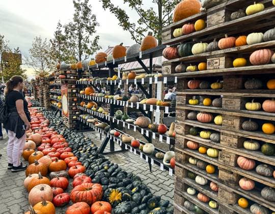 Pumpkin Festival with the theme Pumpkin, Beach, Cod in Germany BEELITZ, GERMANY - OCTOBER 23: Variety of pumpkins are seen during the Pumpkin Festival at a farm in Klaistow district of Beelitz, Brandenburg, Germany on October 23, 2022. The biggest pumpkin festival of the states of Berlin and Brandenburg, 500 varieties and more than 100 thousand pumpkins brought from all over the world exhibited. In the festival, besides various shapes made with pumpkins, artifacts from ocean creatures such as sea horse, cod, shark and octopus are also featured in large sizes. Berlin Germany. Editorial use only. Please get in touch for any other usage.  Copyright: x2025xAnadoluxAbdulhamidxHoÅübaÅüx