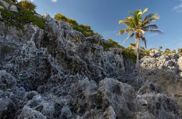 Creative Highlights World Eroded rocks and palm tree growing on cliff in tulum, mexico Palm tree growing on a rocky cliff with eroded rocks in tulum, mexico, 64072874.jpg RECORD DATE NOT STATED