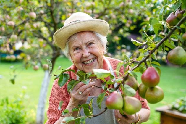 Senior female gardener picking pears from tree in garden. Senior female gardener picking pears from tree in garden. Harvesting season. model released