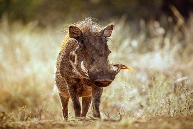 Creative Highlights World Common warthog in greater Kruger National park, South Africa Common warthog walking front view in dry savannah in greater Kruger National park, South Africa ; Specie Phacochoerus africanus family of Suidae, 94428300.jpg RECORD DATE NOT STATED