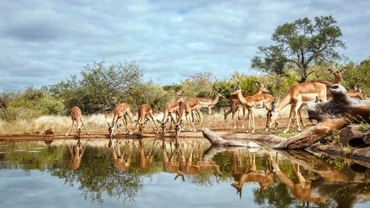 Creative Highlights World Common Impala in Greater Kruger National park, South Africa Herd of Common Impala drinking front view in waterhole with reflection in greater Kruger National park, South Africa ; Specie Aepyceros melampus family of Bovidae, 94428566.jpg RECORD DATE NOT STATED