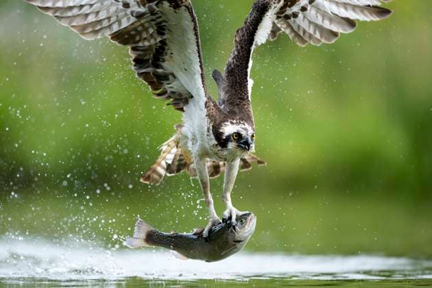 Osprey catching fish on lake in Scotland with outstretched wings, MJOF02019