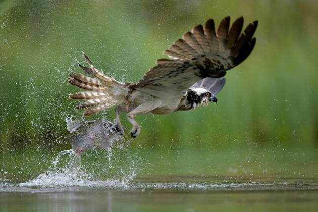 Creative Highlights World Osprey catching fish in Scottish wetland, MJOF02024