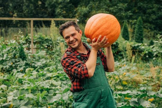 Man in overalls smiling and holding large pumpkin in vegetable garden model released, Symbolfoto, VSNF04052
