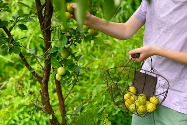 IMAGO Creative, Jahreszeit Sommer, Food, Pflaume Boy picking reneclode plums in autumn garden in Altes Land Hamburg model released, Symbolfoto, Hamburg Hamburg Deutschland Altes Land GISF01231