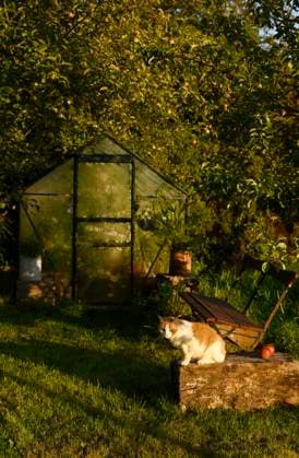 Cat sitting in autumn garden with greenhouse and apple trees at sunset, Hamburg Hamburg Deutschland Altes Land GISF01237