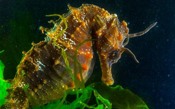 Creative Highlights World Side view of a male, Long-snouted seahorse Hippocampus hippocampus hiding among green algae near the shore, Black Sea Side view of a male, Long-snouted seahorse Hippocampus hippocampus hiding among green algae near the shore, Black Sea, 97643420.jpg RECORD DATE NOT STATED