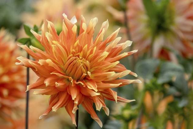 Dahlie (Dahlia), Nordrhein-Westfalen, Deutschland Dahlia (Dahlia), North Rhine-Westphalia, Germany Copyright: imageBROKER AnnaReinert ibxann14836128.jpg