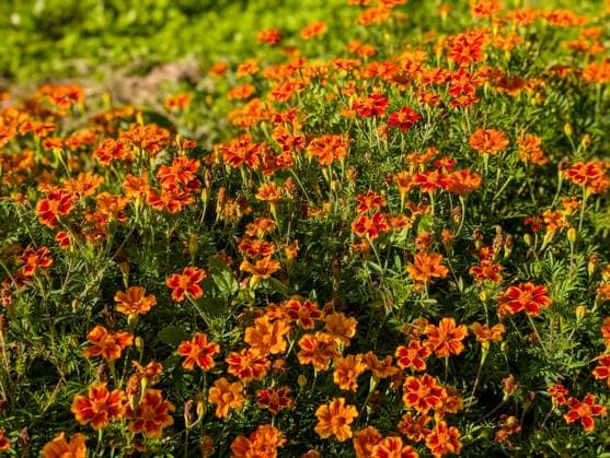 Ein Blumenbeet mit leuchtend orange blühenden Tagetes, auch Studentenblume, Samtblume, türkische Nelke oder Totenblume genannt *** a Flowerbed with glowing Orange flourishing Tagetes, also Marigold, Velvet flower, Turkish Carnation Or Flower of the Dead called 1133301344