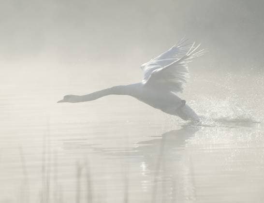 Höckerschwan (Cygnus olor) startet zum Flug auf einem See, Nebelschwaden über dem Wasser, Niedersachsen, Deutschland Mute swan (Cygnus olor) takes off to fly on a lake, fog clouds over the water, Lower Saxony, Germany Copyright: imageBROKER FrankxSommariva ibxfso15184007.jpg