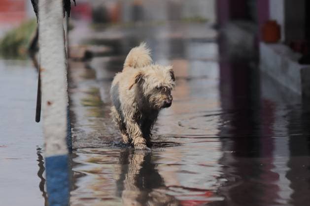A dog walking on a flooded street due heavy torrential rains that affected Ciudad NezahualcoÂ³yotl at east of Mexico City, on September 29, 2025, in Mexico City, Mexico. Mexico City Mexico - ZUMAe321 20250929_zia_e321_035 Copyright: xCarlosxSantiagox