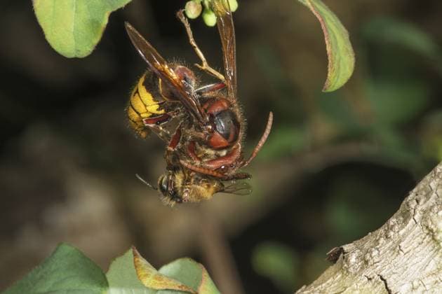 Hornisse (Vespa crabro) und Biene in einem Kampf auf einem Ast, Baden-Württemberg, Deutschland Hornet (Vespa crabro) and bee in a fight on a branch, Baden-Württemberg, Germany Copyright: imageBROKER HansxLang ibxhlu15186837.jpg