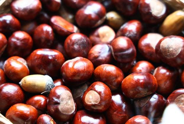Natur 27.09.2025, Ostramondra, Kastanien und Eicheln *** Nature 27 09 2025, Ostramondra, chestnuts and acorns