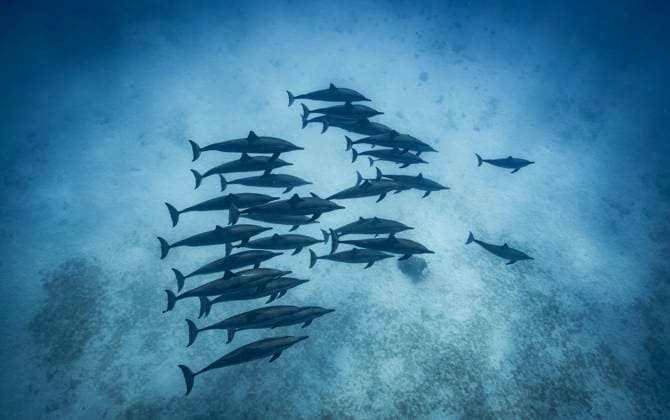 Creative Highlights World shoal of dolphins swimming in the Red Sea Hurghada, Red Sea Governorate, Egypt CR_THHE250930C-1824251-01
