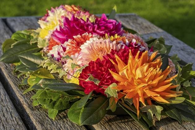 Dahliegesteck (Dahlia) als Dekoration auf einem Holztisch, Nordrhein-Westfalen, Deutschland Dahlia arrangement (Dahlia) as decoration on a wooden table, North Rhine-Westphalia, Germany Copyright: imageBROKER AnnaReinert ibxann15182021.jpg