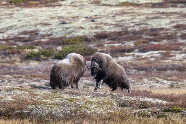 Creative Highlights World Moschusochsen (Ovibos moschatus), Bullen beim Kampf in herbstlicher Tundra, Dovrefjell-Sunndalsfjella-Nationalpark, Norwegen Musk oxen (Ovibos moschatus), bulls fighting in autumnal tundra, Dovrefjell-Sunndalsfjella National Park, Norway Copyright: imageBROKER RobertxHaasmann ibxroh15192354.jpg