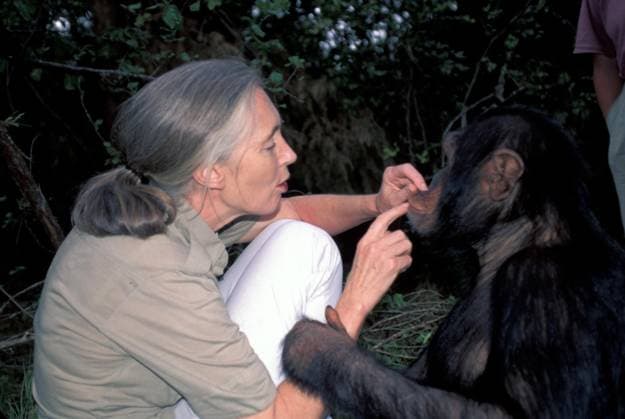 Management Dr. Jane Goodall with male ch.......... Management Dr. Jane Goodall with male chimp, Credit:K & K Ammann Avalon  Copyright: xKx&xKxAmmannx xAvalonx 0517382324