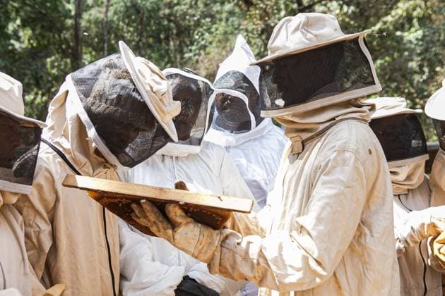 World Bee Day in Nairobi, Kenya - 18 May 2022 April 13, 2022, Nairobi, Kenya: An instructor at the National beekeeping institute shows trainees how to tell the difference between honeycombs and brood. The institute plays a big role in training beekeepers and interest groups in bees conservation. Beekeepers and other interest groups are meeting to mark the world Bee Day on 20th May 2022 in Nakuru. World Bee day is celebrated on 20th May annually. Kenyan beekeepers, researchers, training institutes, bee farming product sellers, and advocacy organizations are meeting in Nakuru, Kenya to mark the world bee day and sensitize the nation and the world at large about the importance of bees in our ecosystem. The theme for 2022 is Bee Engaged: Cele Copyright: xBonifacexMuthonix