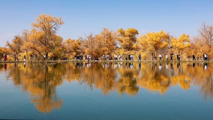 Populus Euphratica Forest Scenery JIUQUAN, CHINA - OCTOBER 2, 2025 - Tourists enjoy the beautiful scenery of Populus euphratica forest in Jinta Desert Populus euphratica Forest Scenic Area, Jiuquan City, Gansu Province, China on October 2, 2025. Jiuquan Gansu China  Copyright: xCFOTOx i1759490584061