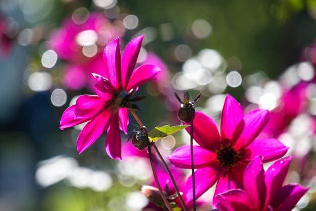 Pink Dahlie im Garten bei Gegenlicht *** Pink dahlia in the garden with backlight