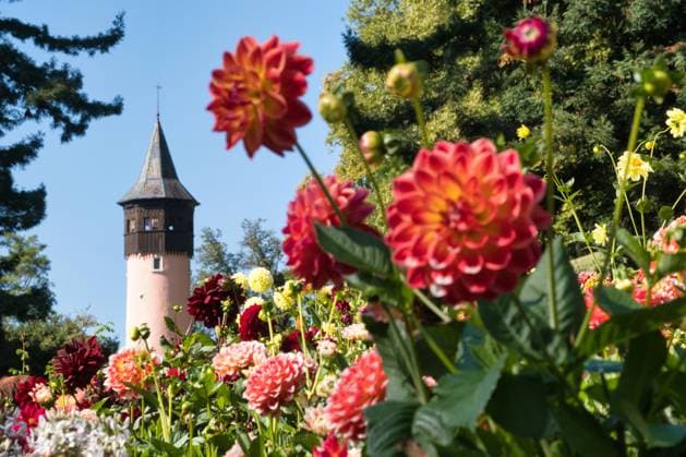 Bodensee, Herbststimmung auf dem Insel Mainau mit Dahlien *** Lake Constance, Autumn atmosphere on the island of Mainau with dahlias